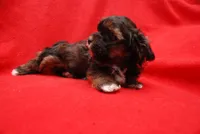 Koopa, a female Havanese for sale in Grayson, GA – Photo 2 of 5