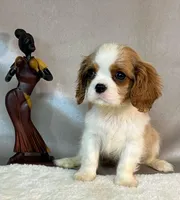 TOTO, a female Cavalier King Charles Spaniel for sale in Grayson, GA – Photo 3 of 5