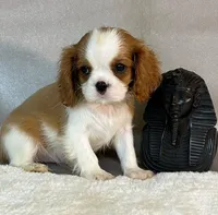 TOTO, a female Cavalier King Charles Spaniel for sale in Grayson, GA – Photo 5 of 5