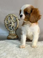 TOTO, a female Cavalier King Charles Spaniel for sale in Grayson, GA – Photo 2 of 5