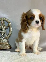 TOTO, a female Cavalier King Charles Spaniel for sale in Grayson, GA – Photo 4 of 5