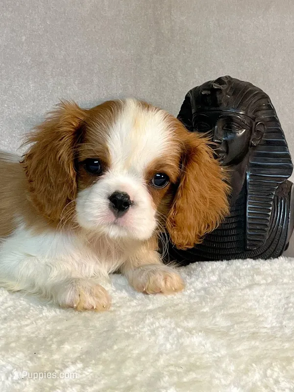 TOTO, a female Cavalier King Charles Spaniel for sale in Grayson, GA – Photo 1 of 5