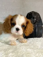 TOTO, a female Cavalier King Charles Spaniel for sale in Grayson, GA – Photo 1 of 5