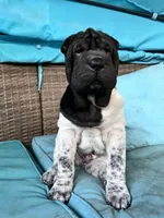 Draco, a male Chinese Shar-Pei for sale in Grayson, GA – Photo 1 of 5