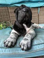 Draco, a male Chinese Shar-Pei for sale in Grayson, GA – Photo 2 of 5