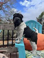 Draco, a male Chinese Shar-Pei for sale in Grayson, GA – Photo 3 of 5