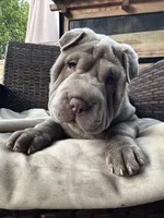 Jolene, a female Chinese Shar-Pei for sale in Grayson, GA – Photo 6 of 6