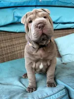 Jolene, a female Chinese Shar-Pei for sale in Grayson, GA – Photo 2 of 6