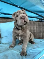 Jolene, a female Chinese Shar-Pei for sale in Grayson, GA – Photo 4 of 6