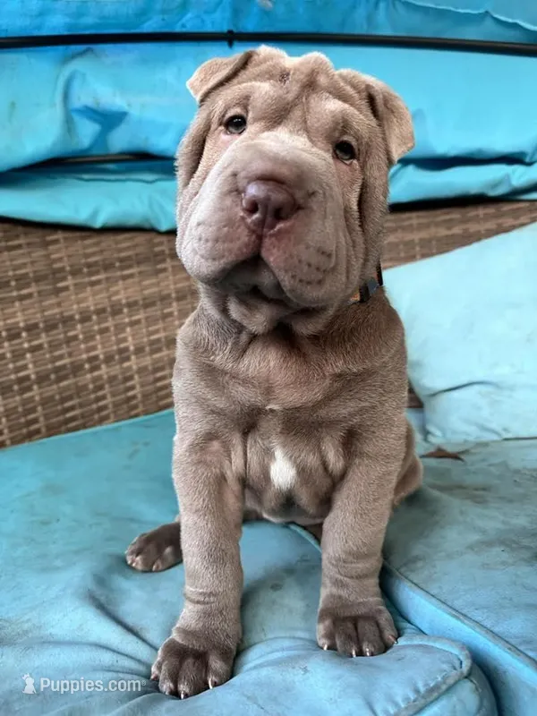 Jolene, a female Chinese Shar-Pei for sale in Grayson, GA – Photo 1 of 6