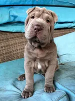 Jolene, a female Chinese Shar-Pei for sale in Grayson, GA – Photo 1 of 6