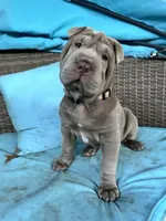 Jolene, a female Chinese Shar-Pei for sale in Grayson, GA – Photo 5 of 6