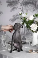 mike, a male Italian Greyhound for sale in Grayson, GA – Photo 4 of 4