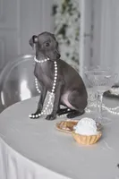 mike, a male Italian Greyhound for sale in Grayson, GA – Photo 1 of 4