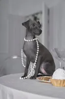 mike, a male Italian Greyhound for sale in Grayson, GA – Photo 2 of 4