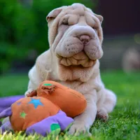 Izzy, a female Chinese Shar-Pei for sale in Grayson, GA – Photo 1 of 5