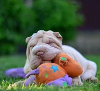 Izzy, a female Chinese Shar-Pei for sale in Grayson, GA – Photo 2 of 5