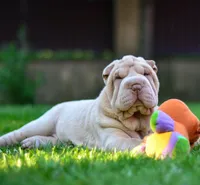 Izzy, a female Chinese Shar-Pei for sale in Grayson, GA – Photo 4 of 5