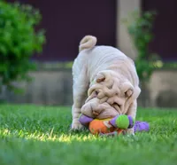 Izzy, a female Chinese Shar-Pei for sale in Grayson, GA – Photo 3 of 5