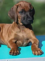 Galaxy, a male Rhodesian Ridgeback for sale in Grayson, GA – Photo 5 of 5