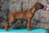 Galaxy, a male Rhodesian Ridgeback for sale in Grayson, GA – Photo 2 of 5