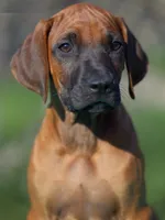 Galaxy, a male Rhodesian Ridgeback for sale in Grayson, GA – Photo 1 of 5
