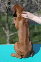 Galaxy, a male Rhodesian Ridgeback for sale in Grayson, GA – Photo 4 of 5