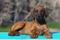 Galaxy, a male Rhodesian Ridgeback for sale in Grayson, GA – Photo 3 of 5