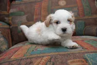 ANDY, a male Havanese for sale in Grayson, GA – Photo 2 of 4