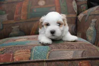 ANDY, a male Havanese for sale in Grayson, GA – Photo 4 of 4