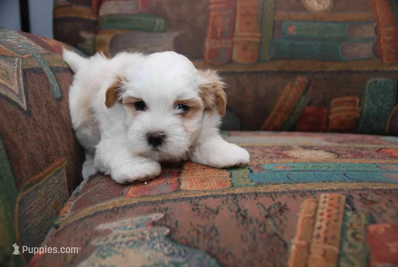 ANDY, a male Havanese for sale in Grayson, GA – Photo 1 of 4