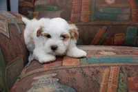 ANDY, a male Havanese for sale in Grayson, GA – Photo 1 of 4