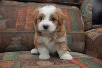 Siana, a female Havanese for sale in Grayson, GA – Photo 2 of 4