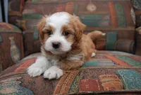 Siana, a female Havanese for sale in Grayson, GA – Photo 4 of 4