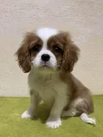 JOE, a male Cavalier King Charles Spaniel for sale in Grayson, GA – Photo 1 of 5