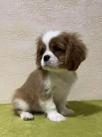 JOE, a male Cavalier King Charles Spaniel for sale in Grayson, GA – Photo 4 of 5