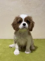 JOE, a male Cavalier King Charles Spaniel for sale in Grayson, GA – Photo 3 of 5