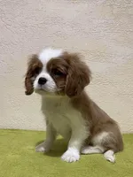 JOE, a male Cavalier King Charles Spaniel for sale in Grayson, GA – Photo 2 of 5