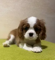 JOE, a male Cavalier King Charles Spaniel for sale in Grayson, GA – Photo 5 of 5