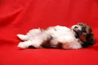 KOKO, a female Havanese for sale in Grayson, GA – Photo 3 of 4