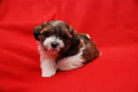 KOKO, a female Havanese for sale in Grayson, GA – Photo 2 of 4