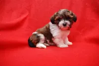 KOKO, a female Havanese for sale in Grayson, GA – Photo 4 of 4