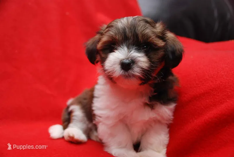 KOKO, a female Havanese for sale in Grayson, GA – Photo 1 of 4