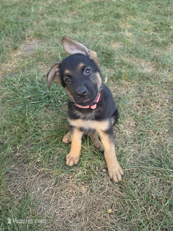 Diamond – German Shepherd Dog puppy for sale in Cottage Grove, MN