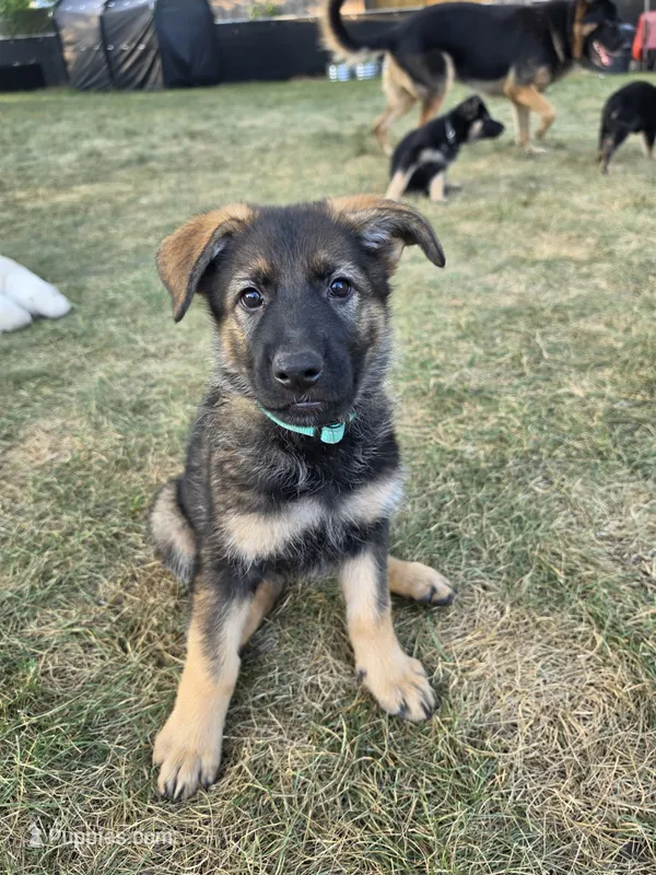 Sugar – German Shepherd Dog puppy for sale in Cottage Grove, MN