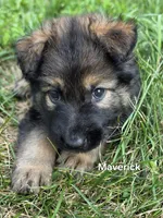 Maverick, a female German Shepherd Dog for sale in Cottage Grove, MN – 1 of 1