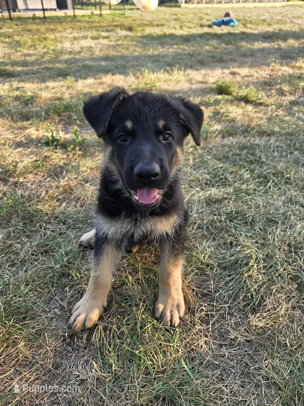 Everett – German Shepherd Dog puppy for sale in Cottage Grove, MN