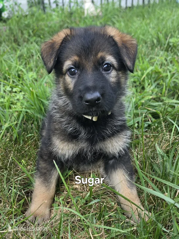 Sugar – German Shepherd Dog puppy for sale in Cottage Grove, MN