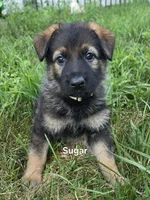 Sugar, a female German Shepherd Dog for sale in Cottage Grove, MN – 1 of 1