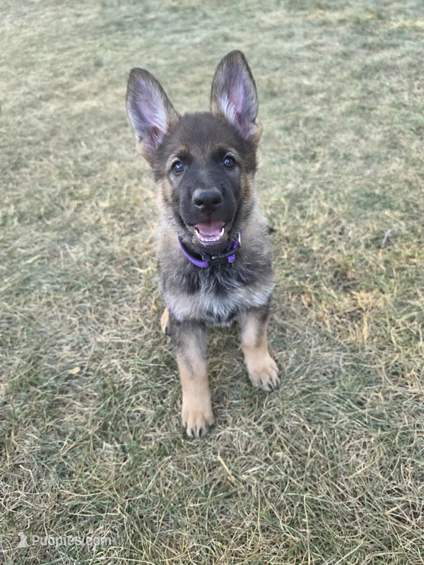 Willow – German Shepherd Dog puppy for sale in Cottage Grove, MN